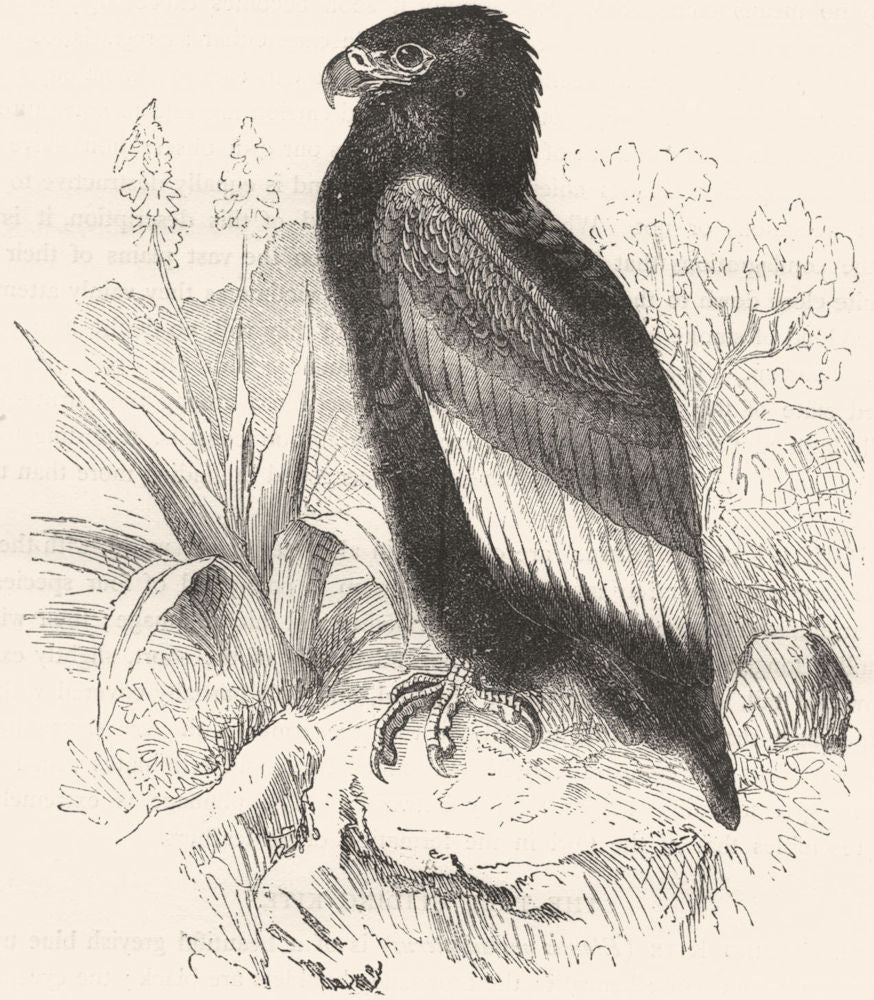 BIRDS. Raptorial. Kite. Short-tailed c1870 old antique vintage print picture